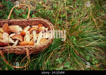 I funghi in un cesto di vimini. Foresta di regali. Foto Stock