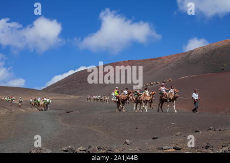 I cammelli con museruola in appoggio e in attesa per i turisti di arrivare per giri in cammello nel deserto del Timanfaya Parco, Lanzarote, Spagna Foto Stock