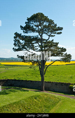 Tree al castello di muro di cinta e i campi agricoli di East Lothian. Dirleton Castle motivi. East Lothian, Scozia Foto Stock