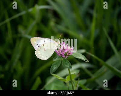 Una varietà di offuscato giallo pallido butterfly, eventualmente Colias erate, feed di boccioli di trifoglio lungo un piccolo ruscello di montagna in Giappone. Foto Stock
