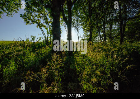 Bosco scene in Dumfries and Galloway Scotland Regno Unito Foto Stock