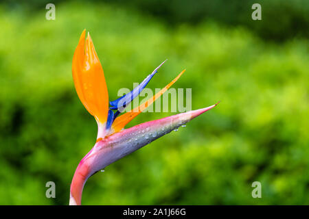 Uccello del Paradiso fiori isolati su uno sfondo verde Foto Stock