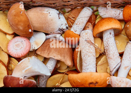 I funghi in un cesto di vimini. Foresta di regali. Foto Stock