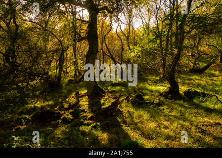 Forest scenic in Sutherland Scotland Regno Unito Foto Stock