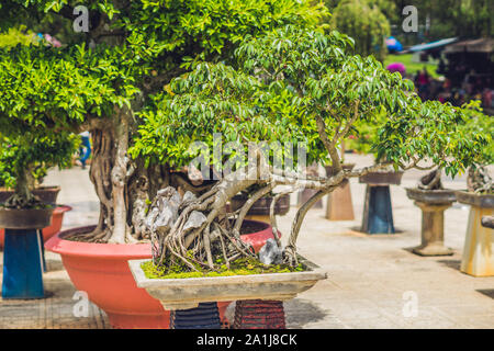 Bonsai Penjing e paesaggio in miniatura con albero sempreverde in un vassoio. Foto Stock