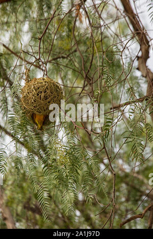 Un Golden Palm Weaver bird - Ploceus bojeri - e il suo nido, Sud Africa Foto Stock