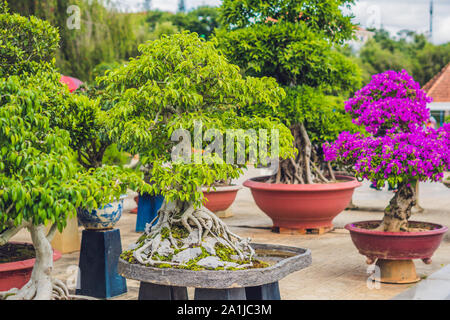 Bonsai Penjing e paesaggio in miniatura con albero sempreverde in un vassoio. Foto Stock