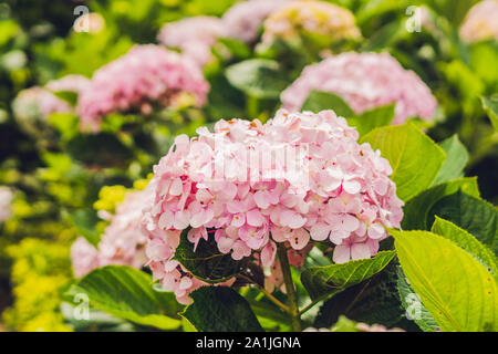 Il ramo di luce rosa fiori di ortensie in fiore nel giardino Foto Stock