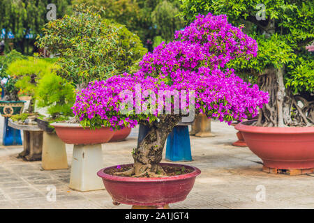 Bonsai Penjing e paesaggio in miniatura con albero sempreverde in un vassoio. Foto Stock