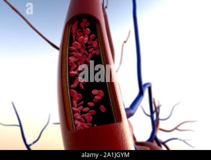 Arteria mostrato con una sezione tagliata, di alta qualità di rendering originale con texture e illuminazione globale, la contrazione dei vasi sanguigni in un cuore ba Foto Stock