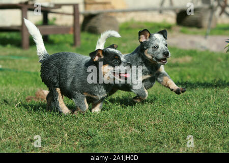 Miniature pinscher cuccioli in esecuzione in giardino Foto Stock