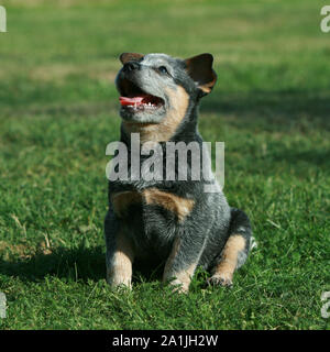 Incredibile cucciolo di Miniature pinscher seduto sull'erba Foto Stock