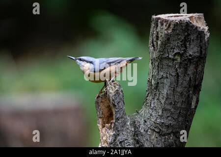 Picchio muratore Sitta europaea in un jaunty posizione su di un legno marcio ceppo di albero visualizzando la sua sorprendente piumaggio contro un fondo diffuso Foto Stock