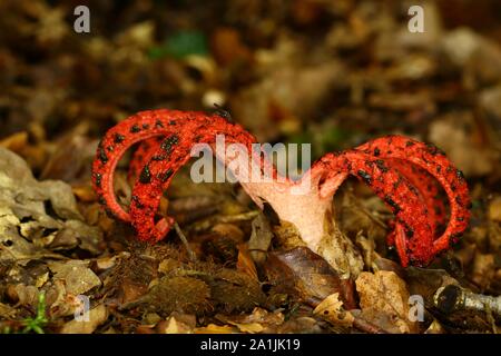 Il polpo Stinkhorn (Clathrus archeri), corpo fruttifero, Wilden, Nord Reno-Westfalia, Germania Foto Stock