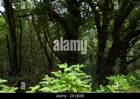 Helechos y Bosque de Robles, Sabucedo, Pontevedra, Galizia Foto Stock