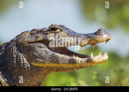 Caimano Yacare (yacare Caimano), poggiante sulla riva con la bocca aperta, animale ritratto, Pantanal, Mato Grosso, Brasile Foto Stock