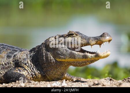 Caimano Yacare (yacare Caimano), poggiante sulla riva con la bocca aperta, Pantanal, Mato Grosso, Brasile Foto Stock