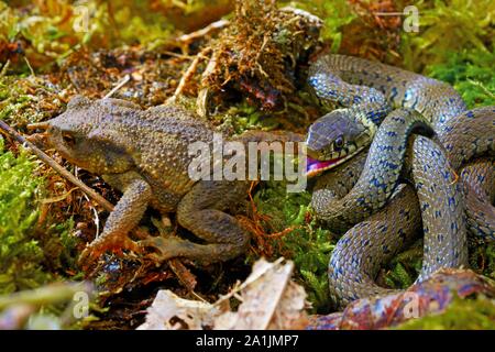 Bloccate la biscia dal collare (Natrix helvetica), mangiando un rospo, Poitou, Francia Foto Stock