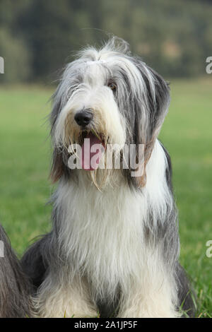 Incredibile collie barbuto seduto in erba Foto Stock