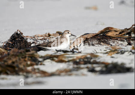 Sanderling (Calidris alba) foraggio sulla spiaggia, Cherry Hill Beach, Nova Scotia, Canada Foto Stock