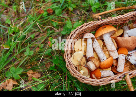 I funghi in un cesto di vimini. Foresta di regali. Foto Stock