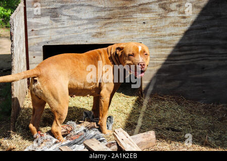 Pit Bull giocando in cantiere Foto Stock