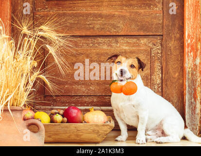 Stagione festiva concetto con il cane e il raccolto di frutta, agrumi e dadi Foto Stock