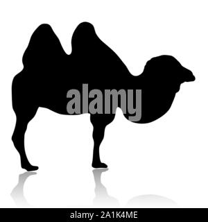 Silhouette di camel isolati su sfondo bianco vettore Illustrazione Vettoriale