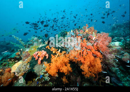 Reef scenic con filippine, Chromis chromis scotochiloptera, Isola di Bangka Sulawesi Indonesia. Foto Stock