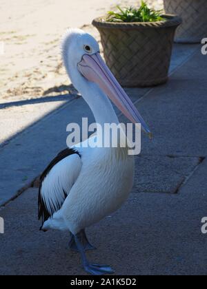 Pelican Waterfront Watsons Sydney Australia Foto Stock