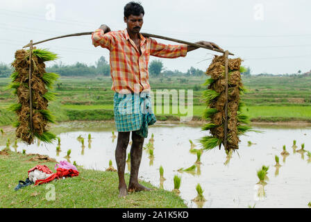 INDIA Westbengal, villaggio Gandhiji Songha , paddy coltivazione, agricoltore portano pianticelle di riso sul giogo dal vivaio di riso al campo per il reimpianto Foto Stock