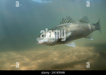 Unione bass, Dicentrarchus labrax, Dorset, settembre Foto Stock