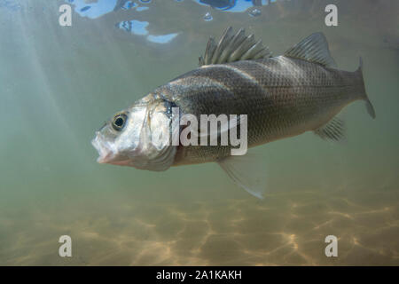 Unione bass, Dicentrarchus labrax, Dorset, settembre Foto Stock