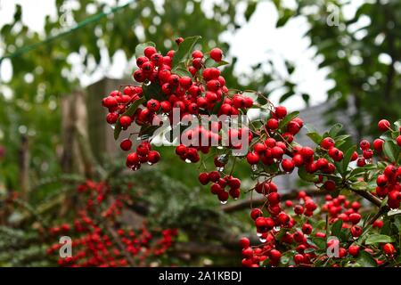 Pyracantha frutto su un ramo con sky in background Foto Stock