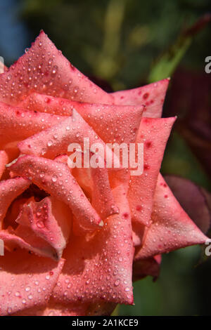 Coral Rose fiore con gocce d'acqua sulla petali - Bel Giardino Foto Stock