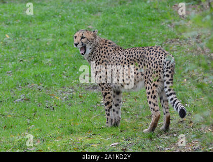 Captive ghepardo (Acinonyx jubatus) mostrando i denti in un parco Zoologicak in Inghilterra. Foto Stock