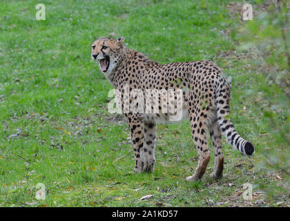 Captive ghepardo (Acinonyx jubatus) mostrando i denti in un parco Zoologicak in Inghilterra. Foto Stock