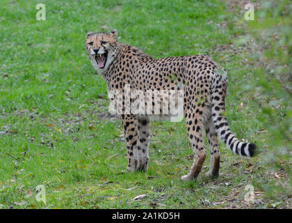 Captive ghepardo (Acinonyx jubatus) mostrando i denti in un parco Zoologicak in Inghilterra. Foto Stock