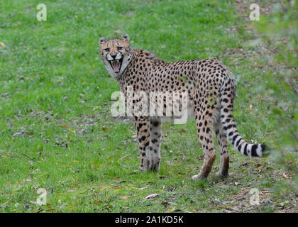 Captive ghepardo (Acinonyx jubatus) mostrando i denti in un parco Zoologicak in Inghilterra. Foto Stock