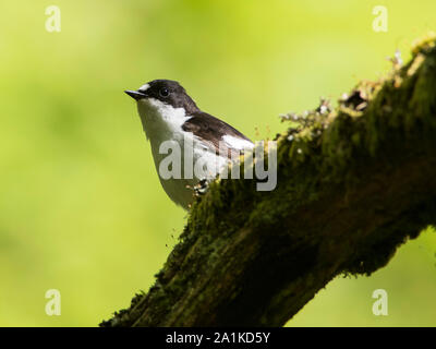Maschio Pied Flycatcher Ficedula hypoleuca, in un nord del bosco di querce in primavera Foto Stock
