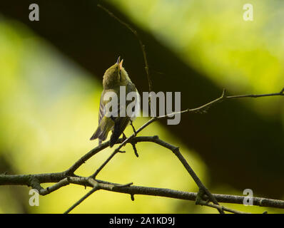 Legno di canto trillo (Phylloscopus sibilatrix) in un occidentale del bosco di querce, in Peak District. Foto Stock
