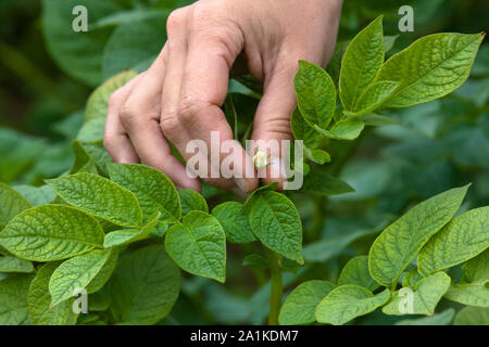 Raccolta a mano fiori di patate in giardino Foto Stock