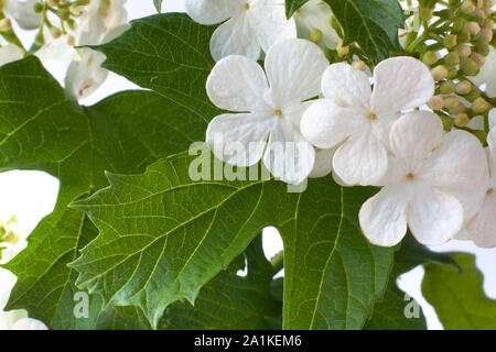 Blooming snowball tree (Viburnum opulus) su sfondo bianco Foto Stock