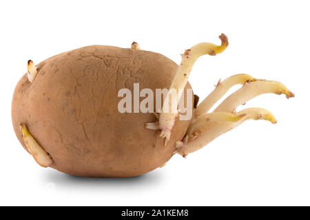 Tubero di patata con i germogli isolati su sfondo bianco Foto Stock