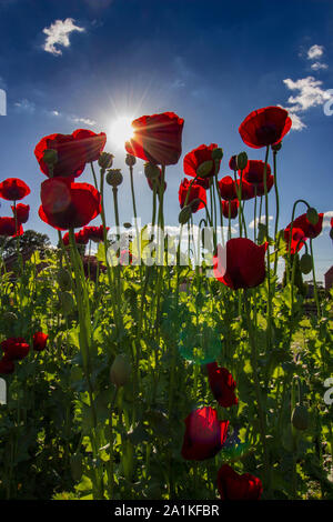 Bella papaveri rossi con sun flare sotto un cielo blu Foto Stock