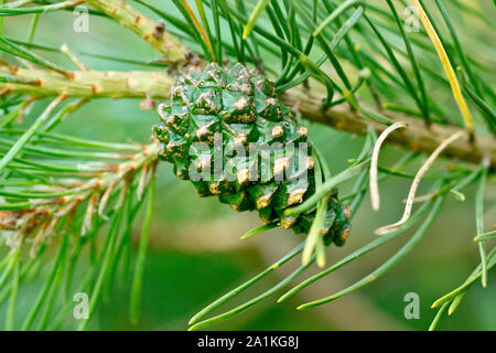 Scot pine (Pinus sylvestris), chiudere fino che mostra un verde, immaturi pigna attaccato ad un ramo. Foto Stock