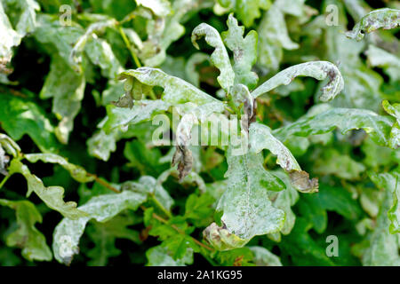 Quercia sessile o rovere (quercus petraea), primo piano delle foglie ricoperte di muffa in polvere (eritisiphe alfitoides o alfitoides di microsfera). Foto Stock