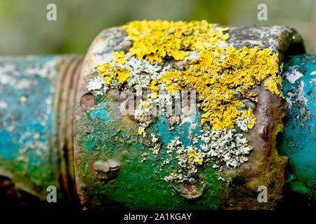 Sunburst Marittimo o Lichen giallo comune (xantoria parietina), primo piano dettaglio del lichene che cresce su un pezzo di vecchio tubo metallico arrugginito e decaduto. Foto Stock