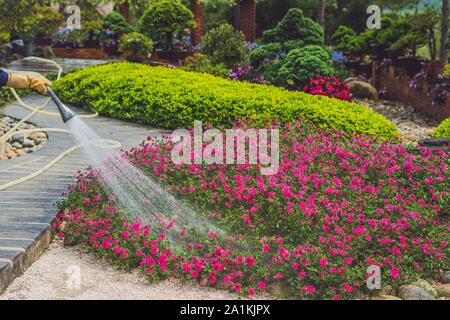 Donna vietnamita giardiniere irrigazione erba e piante nel parco Foto Stock