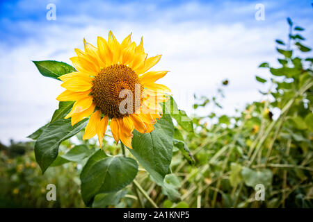 Girasole singolo in un campo di girasoli, close-up Foto Stock